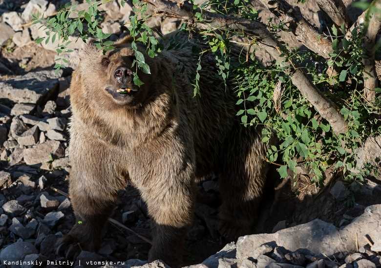 Природная агрессия у медведей