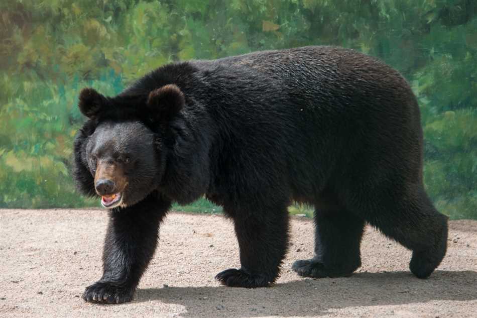 Бывают ли агрессивные медведи?