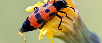 Бывают ли ядовитые жуки? - Полезная информация о ядовитых насекомых
