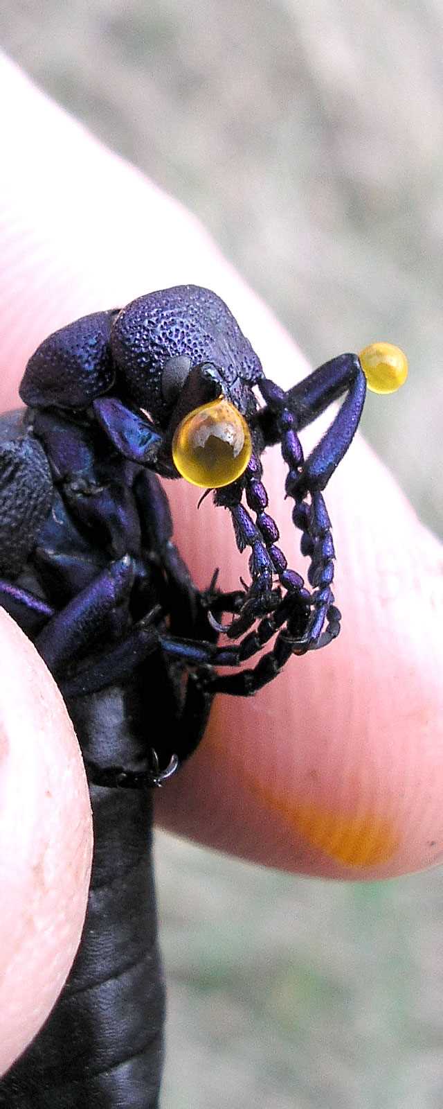 Механизмы, которые жуки используют для выделения яда