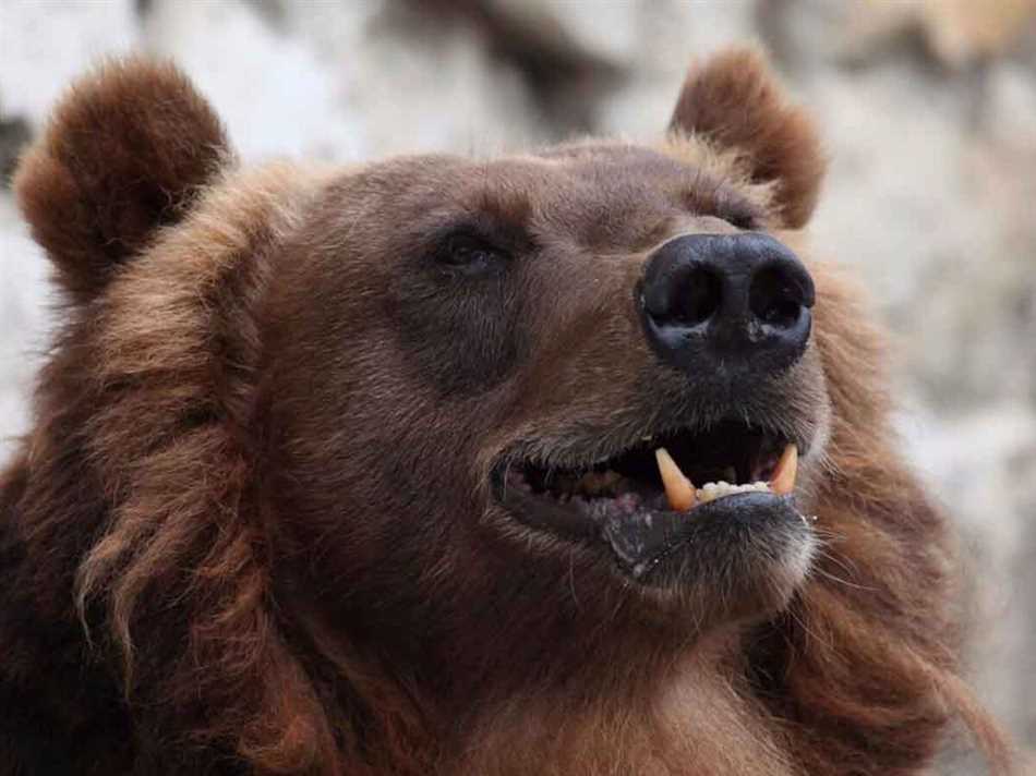 Мифы и реальность: как медведи реагируют на громкие звуки