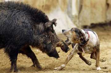 Раздел 4: Как предотвратить конфликты между кабанами и собаками
