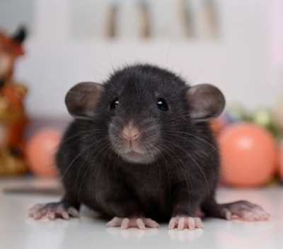 Научное объяснение реакции крыс на громкие звуки