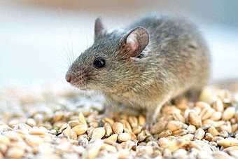 Влияние громких звуков на поведение и здоровье крыс