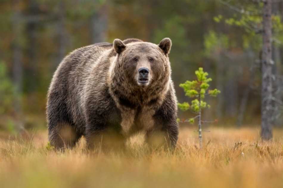 Основной враг медведя - человек