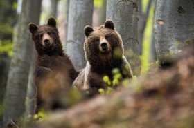 Опасность для медведя - потеря среды обитания