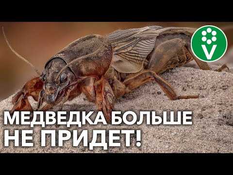 Чего боится медведка больше всего звуков или вибрации?