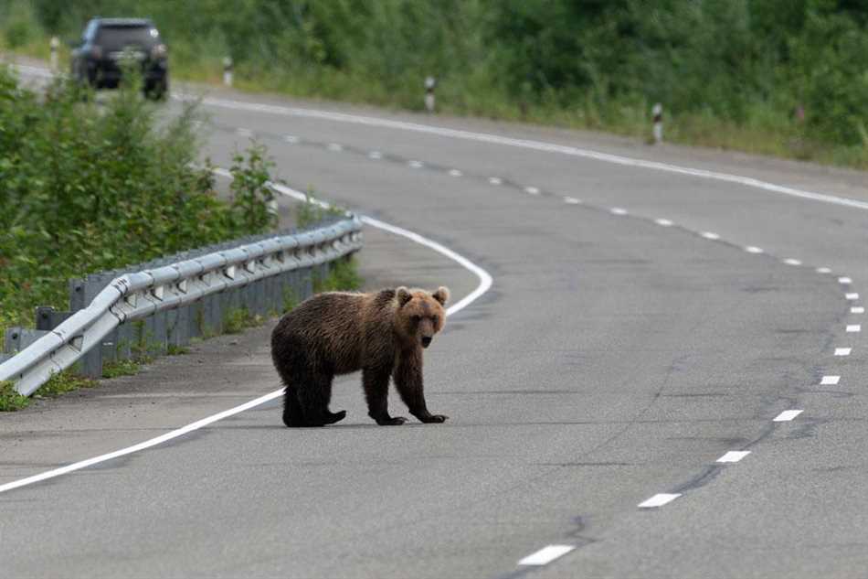 Природные враги медведей