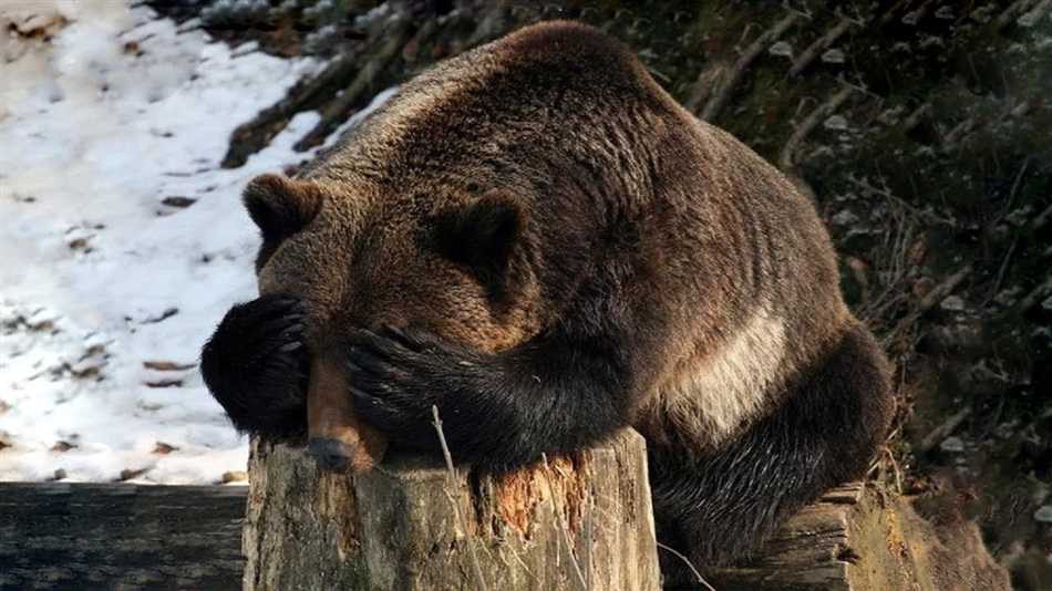 Опасные ситуации, от которых медведи стараются избегать