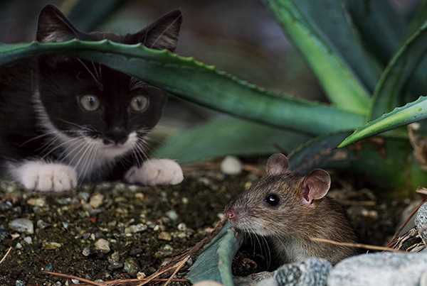 Питание мышей полевок