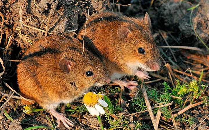 Чего боятся мыши полевки?
