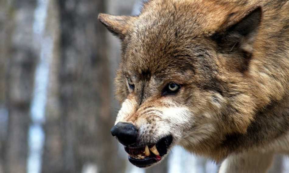 Чего боятся волки при встрече с человеком?