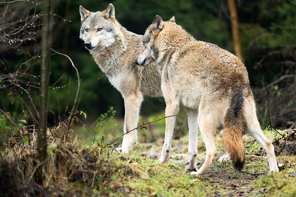 Чего боятся волки в лесу?