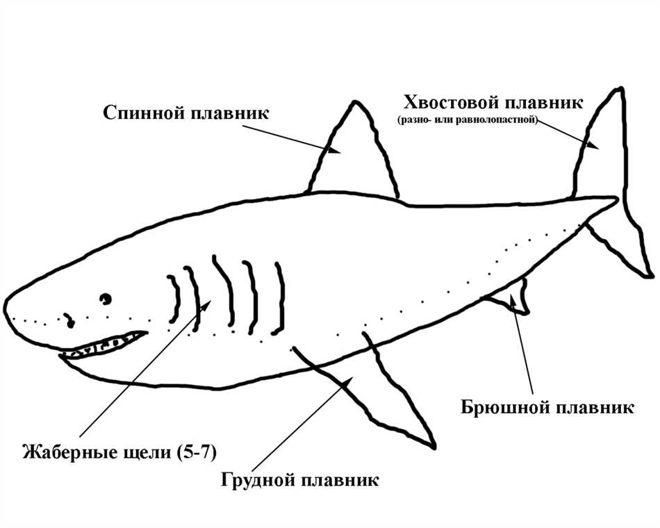 Чем акулы отличаются от скатов?