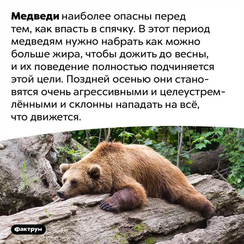 Раздел 1: Заболевания медведей, которые могут быть опасны для человека