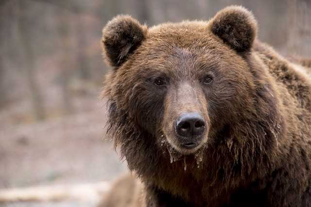 Чем болеют медведи опасно для человека?