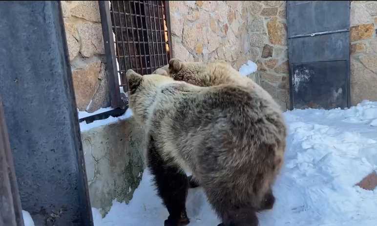 Рацион питания медведей в зоопарке