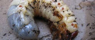 Чем опасен июньский жук: вред и способы борьбы