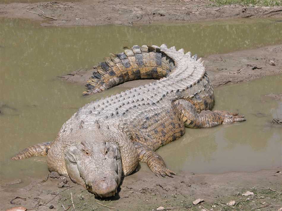 Чем опасен крокодил?