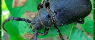 Почему стригун жук может быть опасным? Важные факты и предостережения