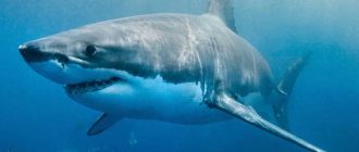 Чем опасна голубая акула для человека?