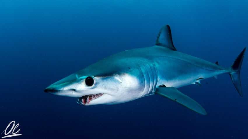Последствия встречи с голубой акулой