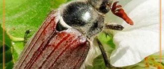 Чем опасны майские жуки для человека?