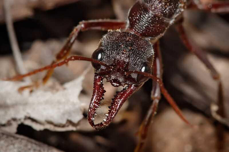 Аллергическая реакция на укус муравья