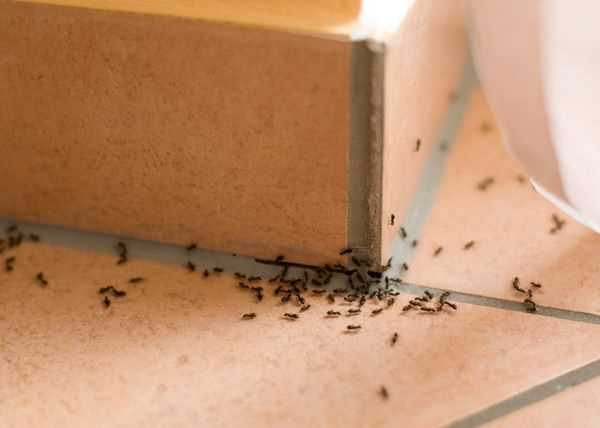 Чем опасны муравьи?