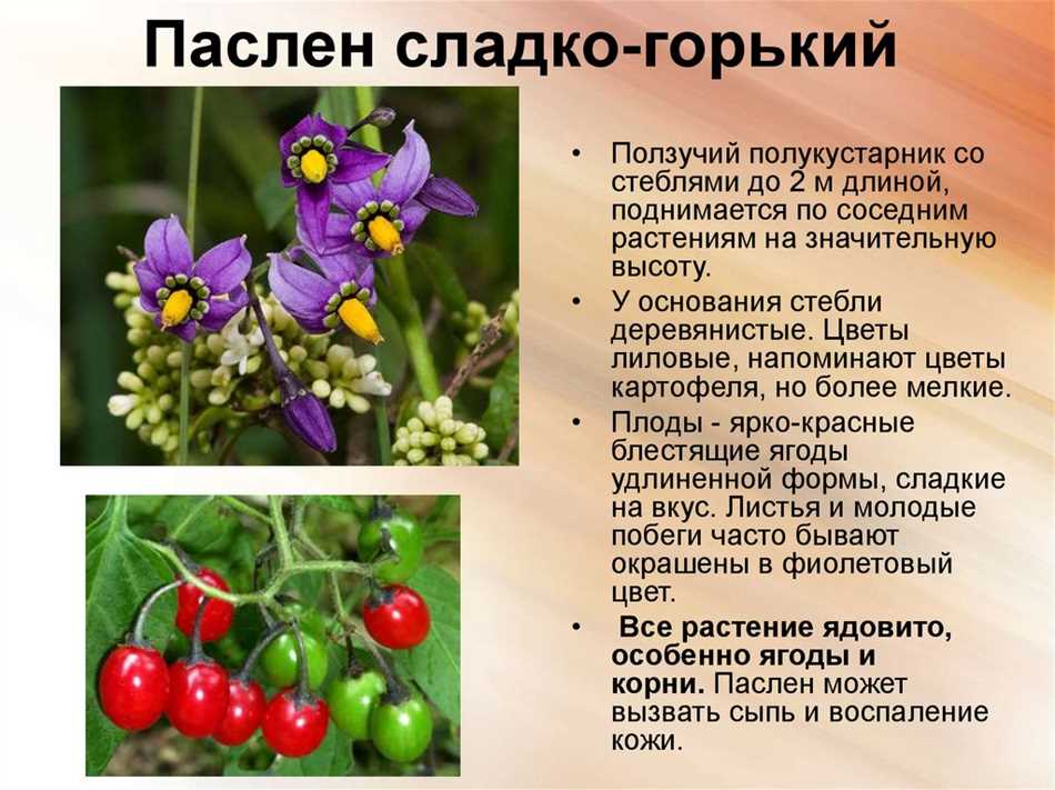 Ядовитые растения в природе: распространение и виды