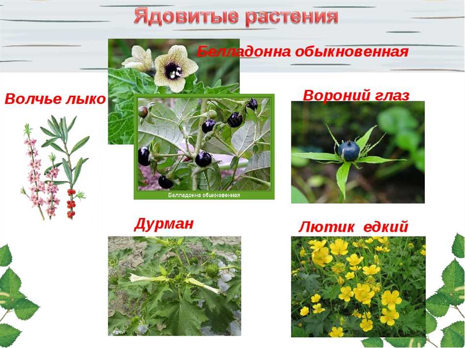 Основные виды ядовитых растений: