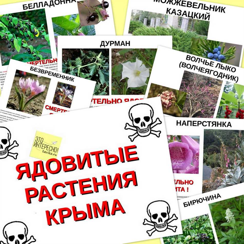 Чем опасны ядовитые растения?