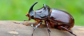 Чем опасны жуки носороги для человека