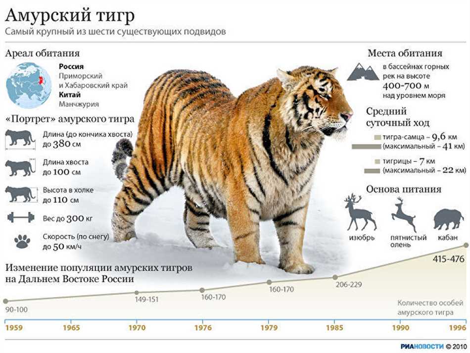 Размеры амурского тигра