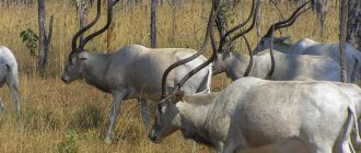 Антилопа и олень: сходства и различия