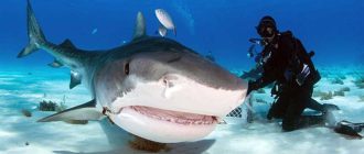 Чем отличается белая акула от тигровой?