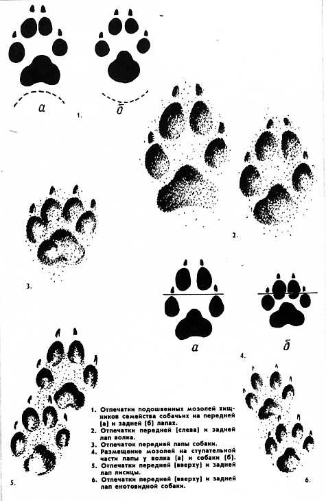 Анатомические особенности лапы волка