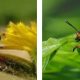 Отличия личинки колорадского жука от личинки божьей коровки