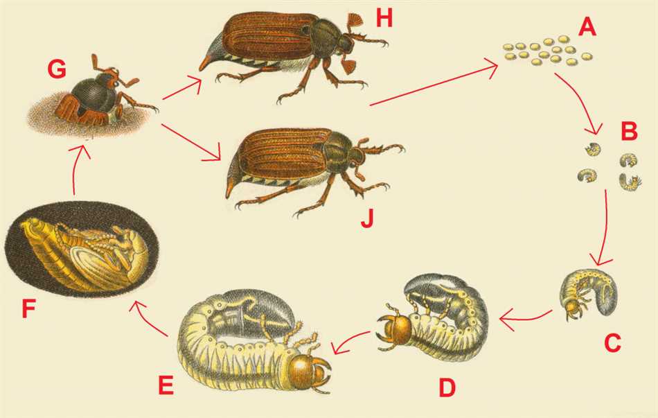 Длительность развития личинок майского жука и жука-носорога