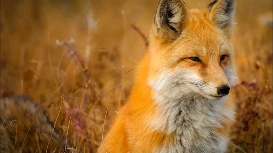 Чем отличается лис от лисы?