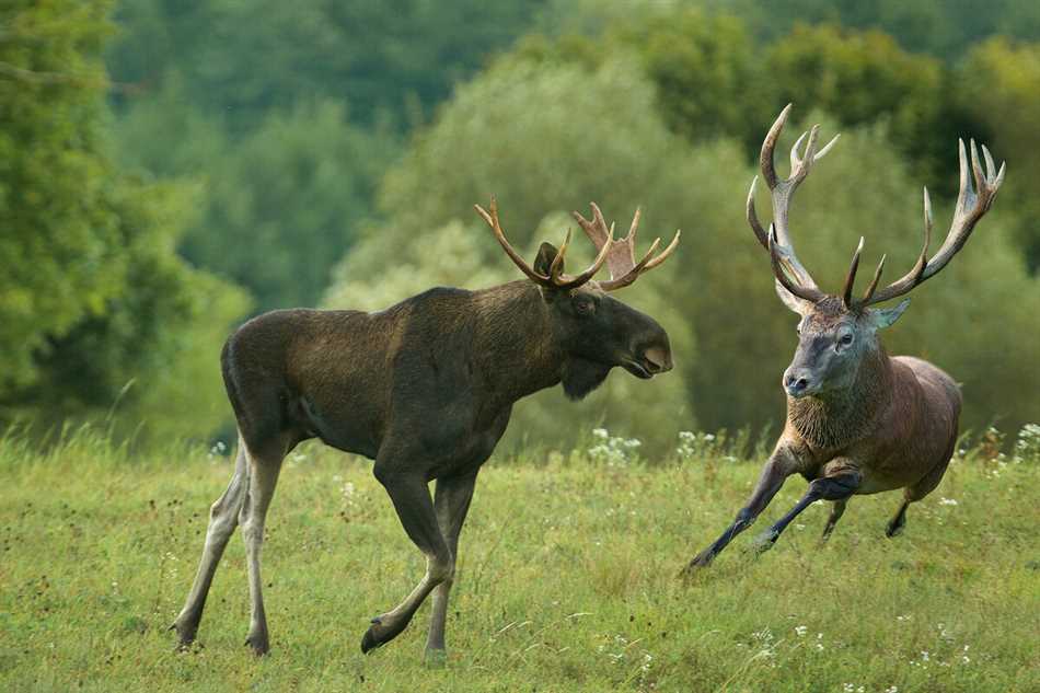 Размер и внешний вид