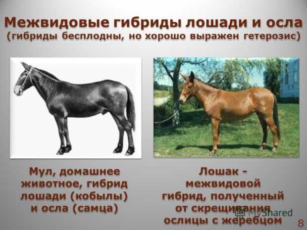 Воспроизводство