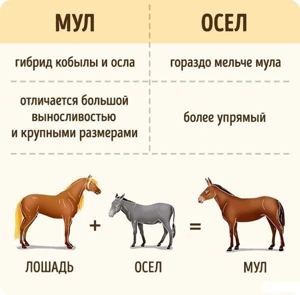 Скорость и выносливость