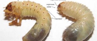 Чем отличается майский жук от хруща? Майский жук и хрущ: сравнение и особенности