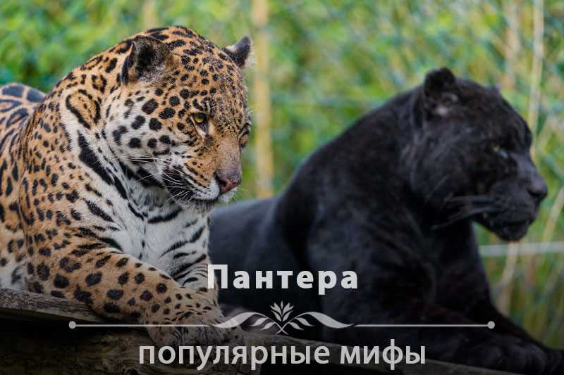 Поведение и охота