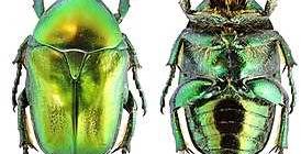 Чем отличается самка от самца жук бронзовик?