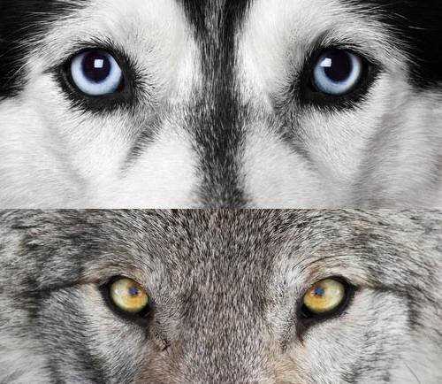 Чем отличается собака от волка?