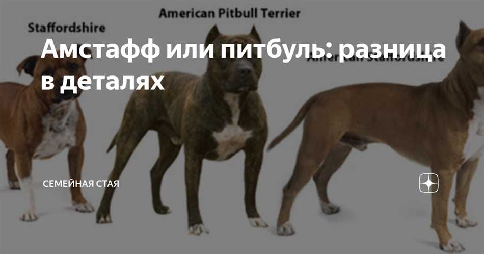 Стаффордширский бультерьер