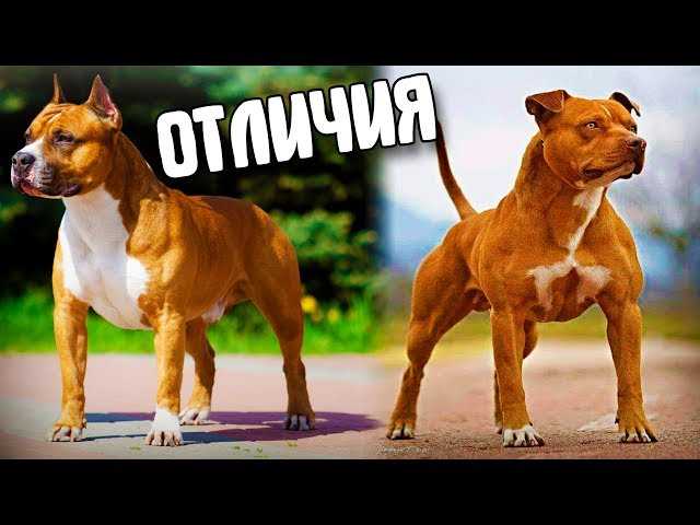 Чем отличается стафф и питбуль?