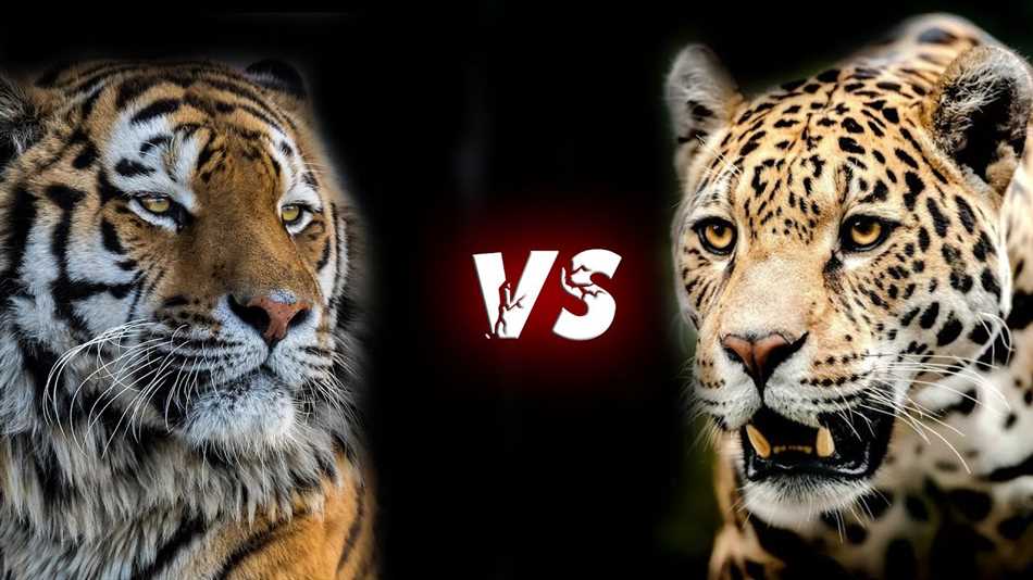 Чем отличается тигр от ягуара?